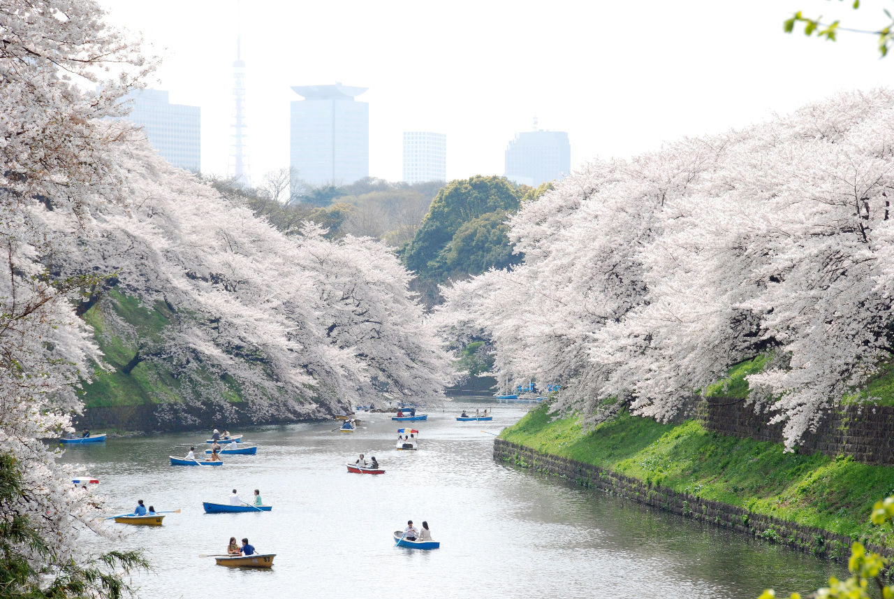 Ueno Park Boat Trip During Cherry Blossom Season